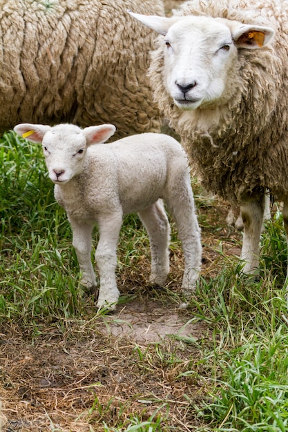 Lamb