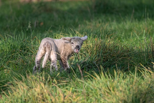 Lambert in grass