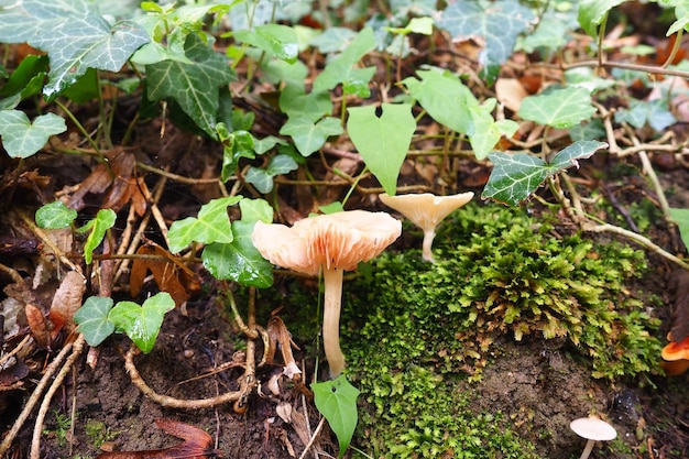 Lamellar fungi basidial higher fungi with a lamellar hymenophore Fruiting bodies annual fleshy hymenophore on the underside of the cap radially in the form of plates with a sporebearing layer