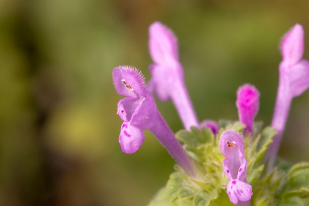 Lamium amplexicaule (Purple Dragon) flower