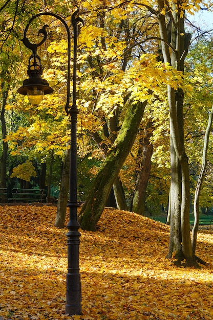 Lamp in autumn city park with yellow leaves under trees.