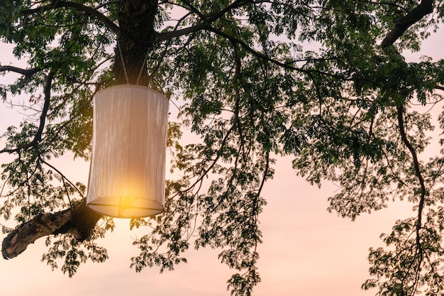 Lamp shine hanging on branch of rain tree