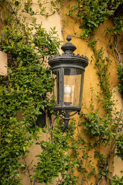 A lamp on a wall with ivy growing on it