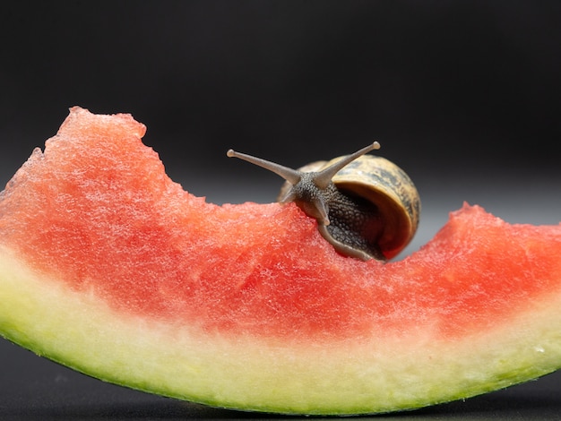 land snail crawling and eating a slice of watermelon