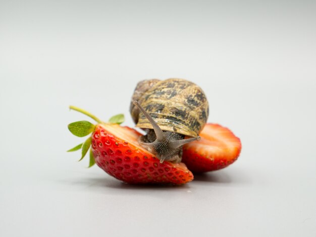 land snail crawling on a strawberry cut in halves