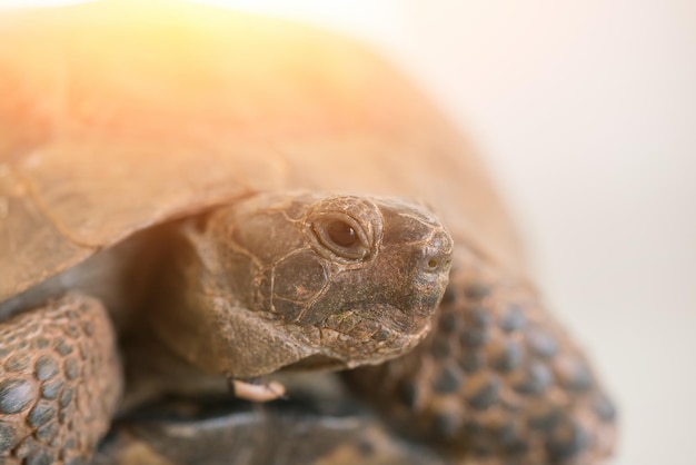 Land turtle with sunlight Closeup