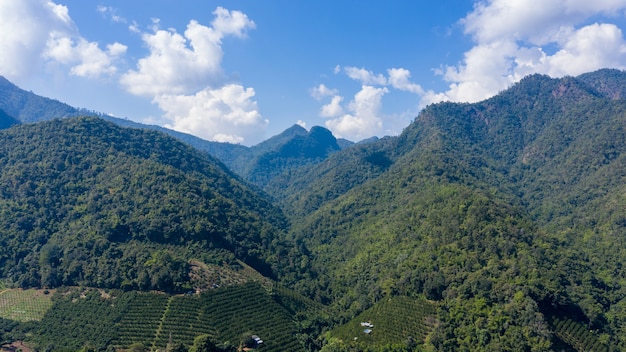 Landscape aerial view mountain range and agricultural tangerine farmland in valley at chiangmai Thailand