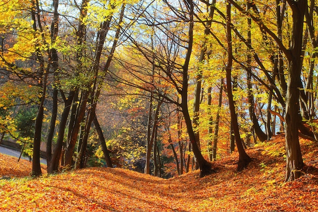 Landscape in the Autumn City Park