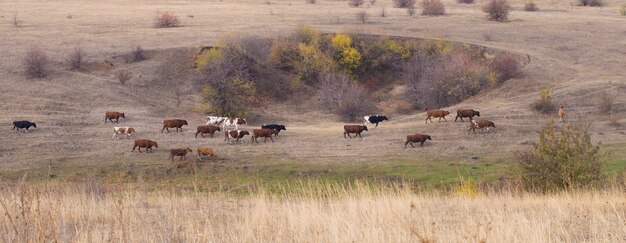 Landscape, autumn cows in the meadow