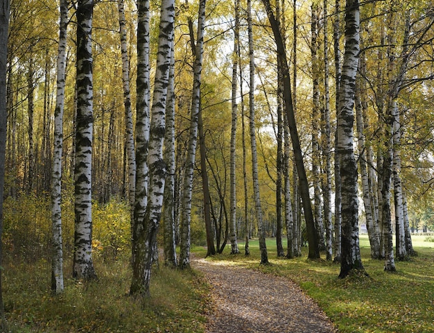 landscape autumn forest