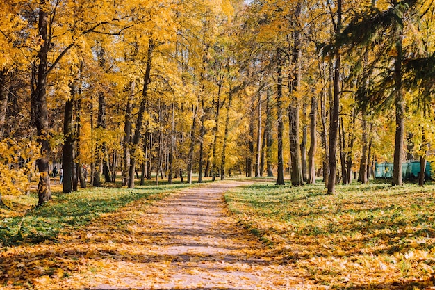 Landscape of the autumn park An article about autumn Autumn sketches A new season Printed products Photo on the calendar