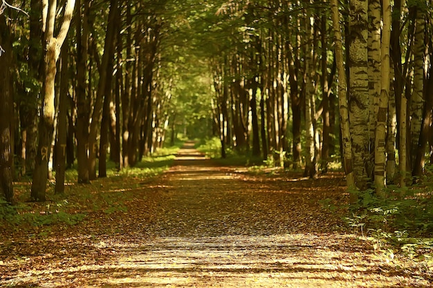 landscape in the autumn park / concept nature seasonal landscape season, autumn, forest, trees Indian summer