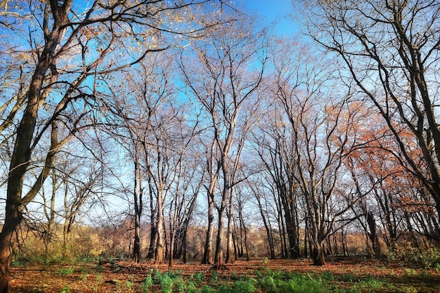 landscape in the autumn park / concept nature seasonal landscape season, autumn, forest, trees Indian summer