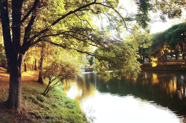 landscape autumn pond / yellow trees in the park near the pond, landscape nature of October autumn