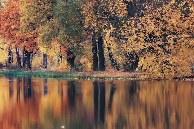 landscape autumn pond / yellow trees in the park near the pond, landscape nature of October autumn