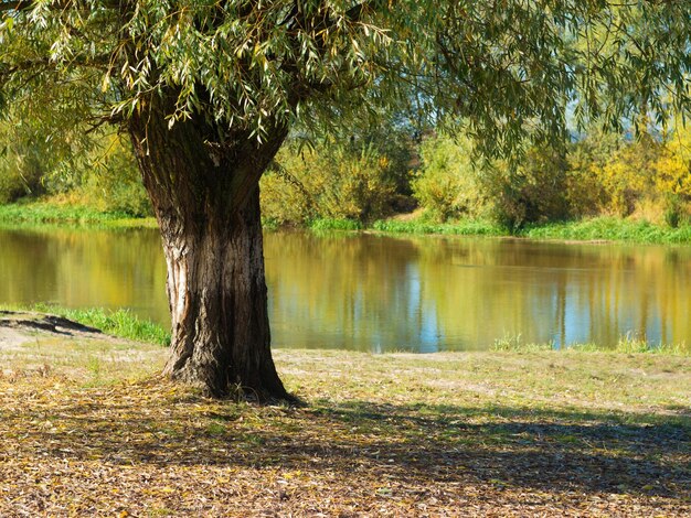 Photo landscape autumn river