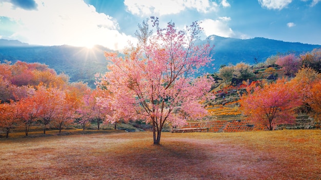 Landscape of beautiful pink cherry blossom tree at evening, spring season