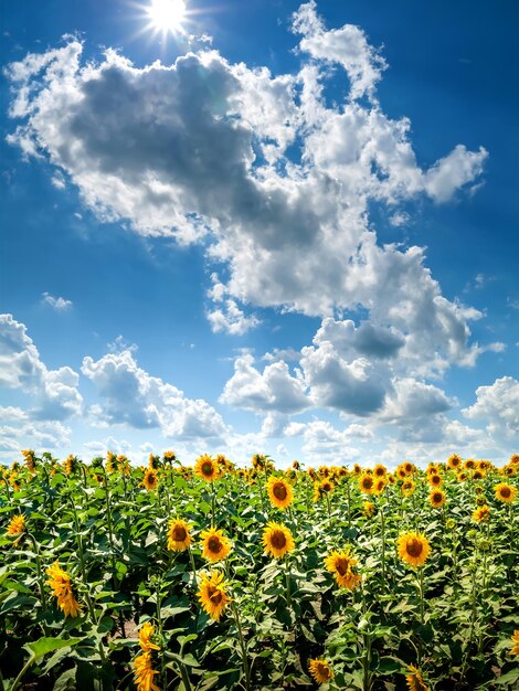 Landscape blooming beautiful sunflower field Sunflowers field and blue sky