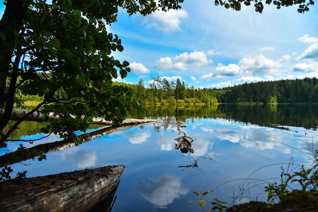 Landscape blue lake in the summer forest