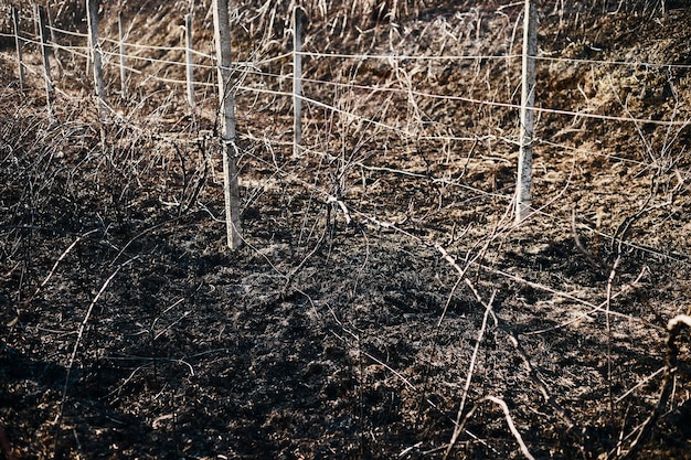 Landscape of a burnt vineyard after a fire