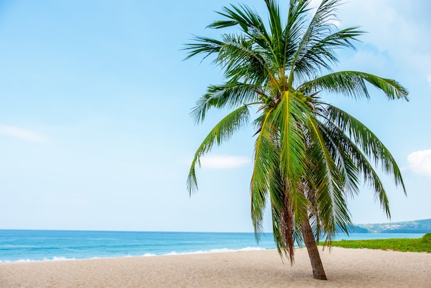 Landscape of coconut palm tree, Beautiful blue sea tropical beach. 