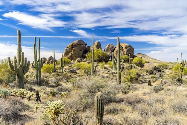 Landscape covered in giants cactuses under the blue cloudy sky