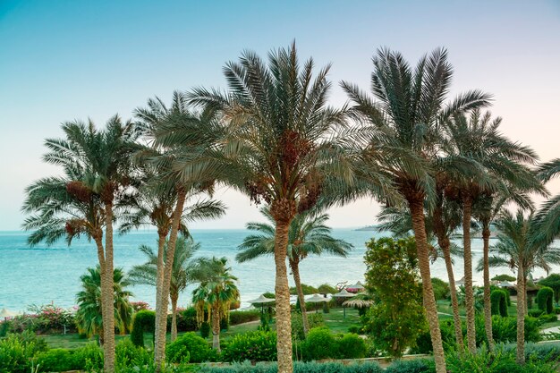 A landscape of date palms in the background of the sea and the shimmering purple sunset sky.