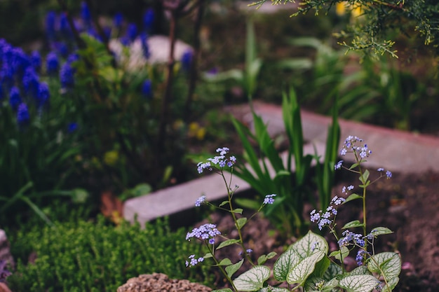 Landscape design of a garden flower bed: a sunny spring day, plants at home in the sun, beautiful spring garden design