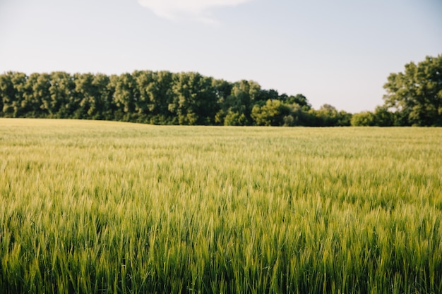 Landscape of a field of young fresh wheat in Ukraine