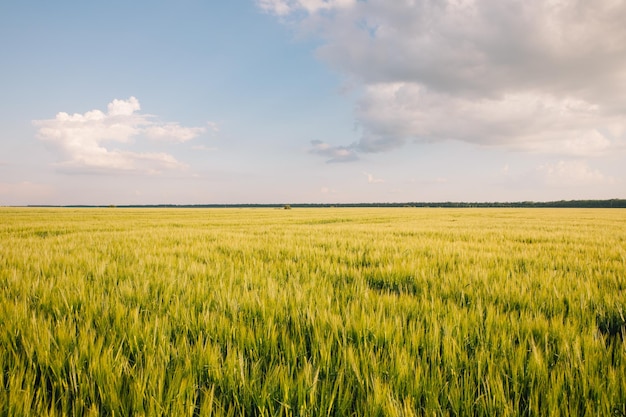 Landscape of a field of young fresh wheat in Ukraine