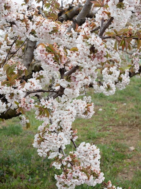 Landscape of fields with cherry blossom trees in the town of Alfarnate in Malaga