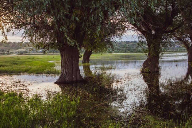 Photo landscape of a flooded meadow with trees in the foreground