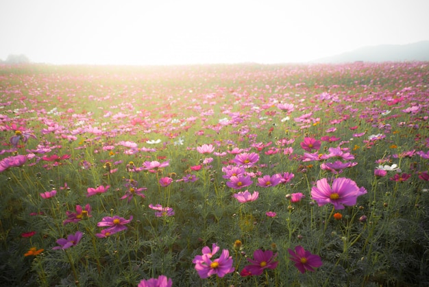 Landscape Flower Cosmos and natural sunlight.