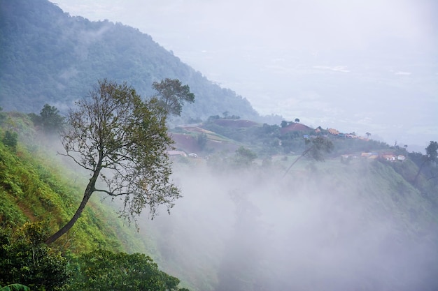 Landscape of fog and Mountain in Thailand