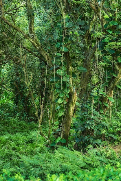 Landscape of forest details of a lush jungle in Hawaii USA Ecological life in a remote location in nature with tropical trees plants and scrubs The rainforests are a moist broadleaf forest