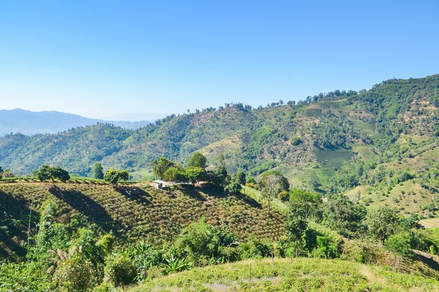 Landscape of forest and mountain with blue sky 