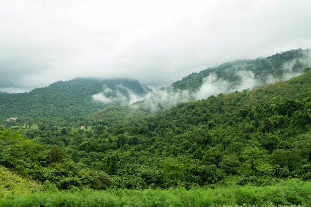 landscape of forest moutain with fog in countryside of Thailand 