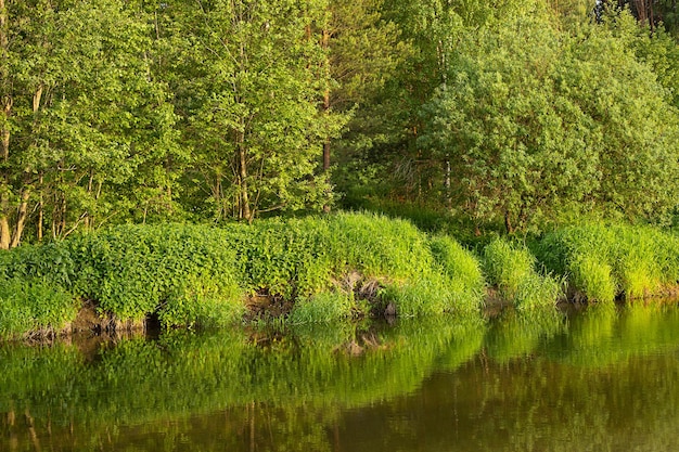 Landscape forest river and banks covered with green grass