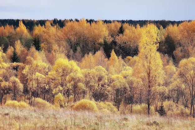 landscape forest sunny autumn day / yellow trees in the landscape Indian summer autumn October