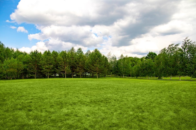 Landscape of fresh lawn forest and cloudy sky background copy space