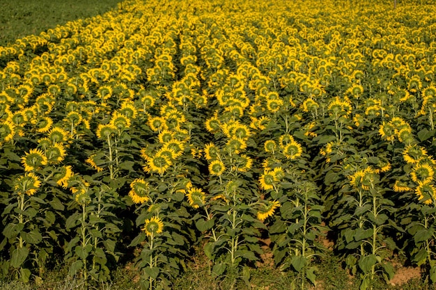 Landscape from a sunflower farm as Agricultural landscape natural background