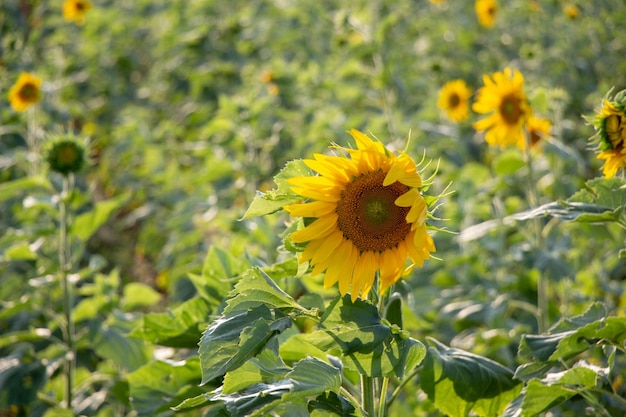 Landscape from a sunflower farm as Agricultural landscape natural background