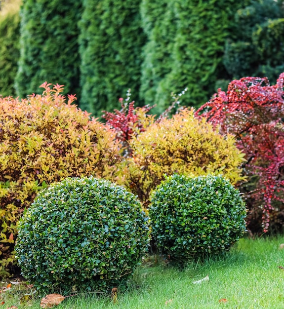 Landscape garden design with green lawn colorful ornamental shrubs and shaped boxwoods in autumn