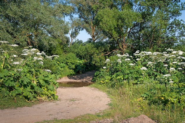 Landscape of a garden in summer