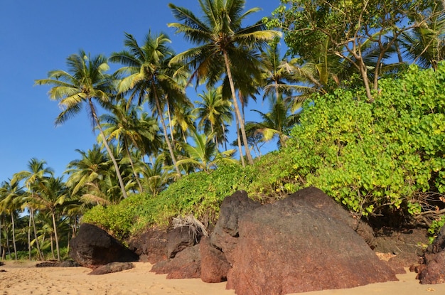 Landscape goa