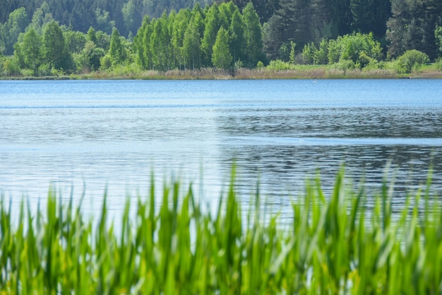 Landscape grass grows against the background of the water of the lake and the forest in summer