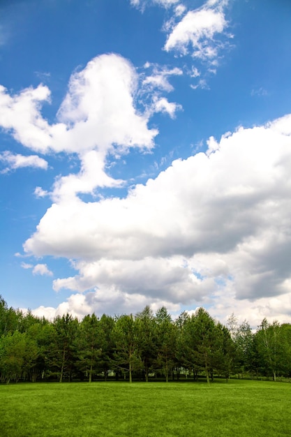 Landscape of green grass forest and cloudy sky background vertical copy space