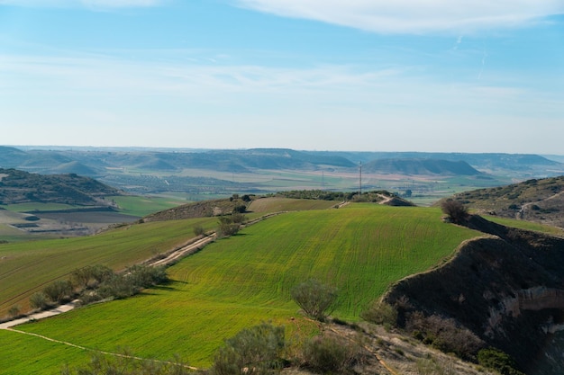 Landscape of a green meadow in springtime on a sunny day