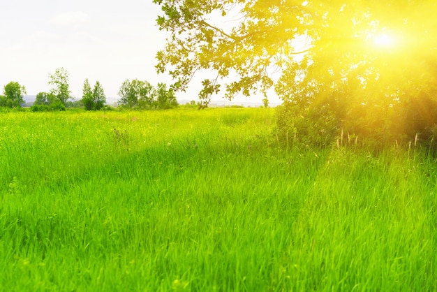 Landscape Green meadow and tree at sunrise Beautiful view