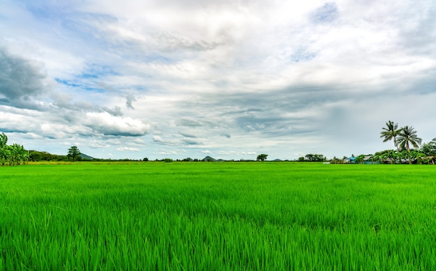 Landscape green rice field. Rice farm with mountain as background in rural. Green rice paddy field. Organic rice farm in Asia. Paddy field. Tropical landscape and white clouds sky. Agricultural farm.